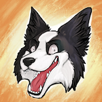 A Border Collie